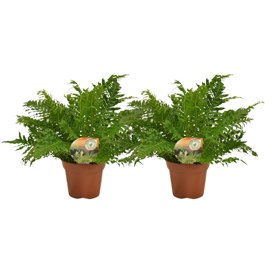 Blechnum Silver Lady - 2 Stücke - Ø17cm - ↕50cm bei Pflanzfix24.de - Pflanzfix24.de