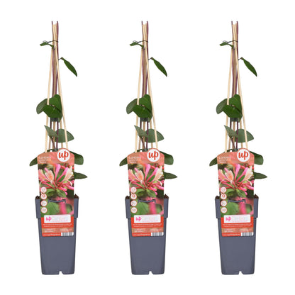 3x - Lonicera periclymenum 'Belgica' - ↨65cm - Ø15 - Pflanzfix24