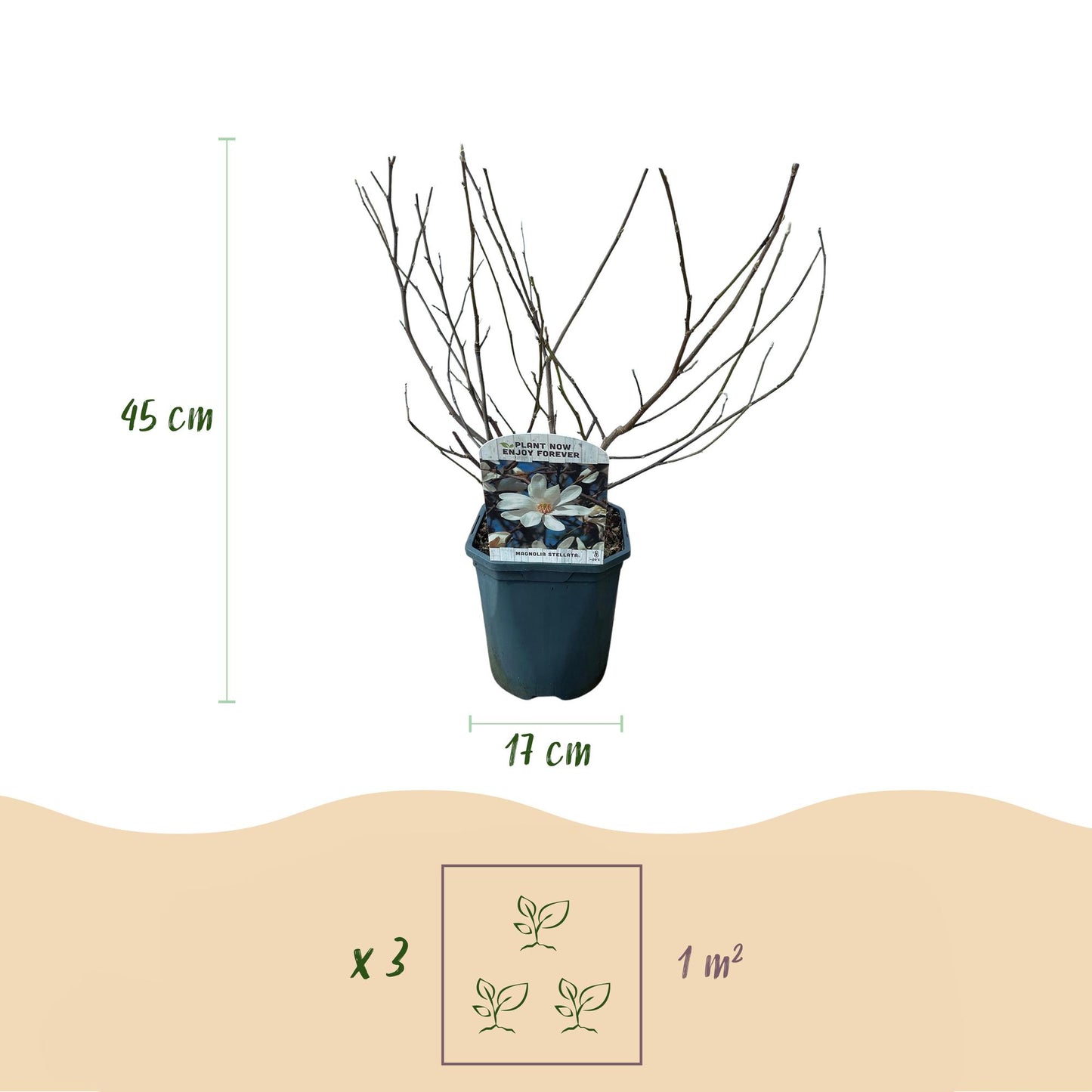 Pflanzfix24.de - Magnolia Stellata - Blüte Weiß - 1 Pflanze - Topf 17cm - Pflanzfix24.de