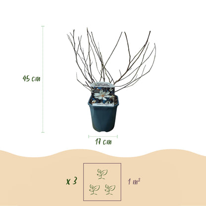 Pflanzfix24.de - Magnolia Stellata - Blüte Weiß - 1 Pflanze - Topf 17cm - Pflanzfix24.de