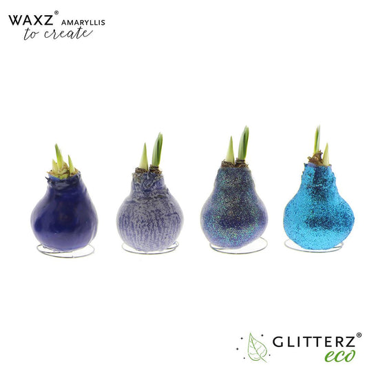 Amaryllis Waxz To Create Blue - 4 Stücke - Ø7 cm - ↕15 cm - Pflanzfix24