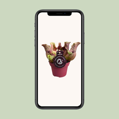 Sarracenia Venosa 12cm – Karnivore Pflanze | Pflanzfix24.de - Pflanzfix24.de