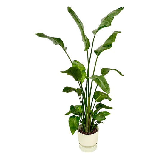 Strelitzia Nicolai 180 cm mit elho Topf weiß kaufen | Pflanzfix24