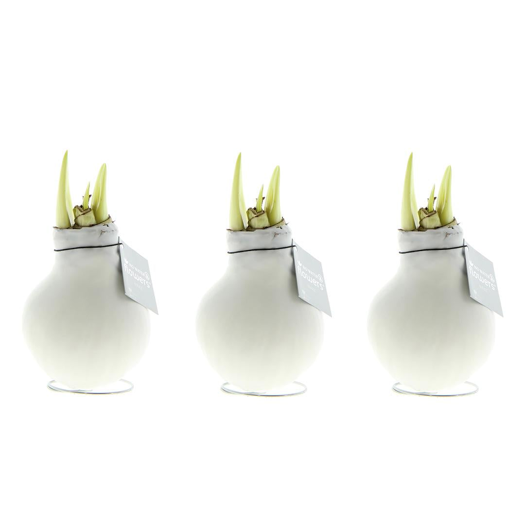 No Water Flowers® (wax amaryllis) | Waxz® Colours White (3er Pack) + Weiße Blume - Pflanzfix24