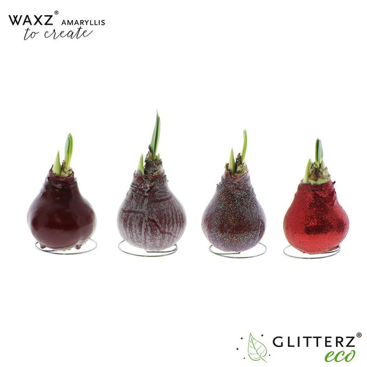 Amaryllis Waxz To Create Bordeaux - 4 Stücke - Pflanzfix24