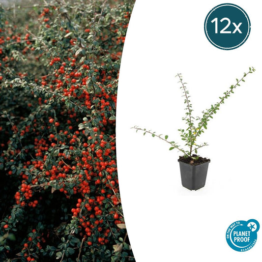 12x Cotoneaster 'Coral Beauty' | Bodendecker mit Beeren – Pflanzfix24.de - Pflanzfix24.de