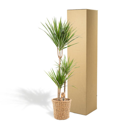 Dracaena Marginata Zimmerpflanze mit Korb - 120cm Höhe - Ø21cm Topf - Pflanzfix24