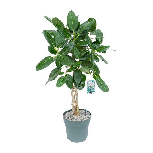 Ficus Altissima - Ø27cm - ↕110cm - Pflanzfix24