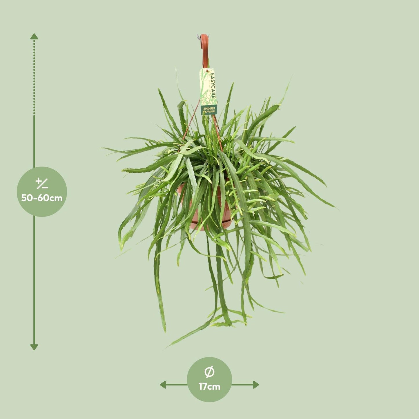 Lepismium Bolivianum – 55 cm Hängekaktus | Pflanzfix24.de - Pflanzfix24.de