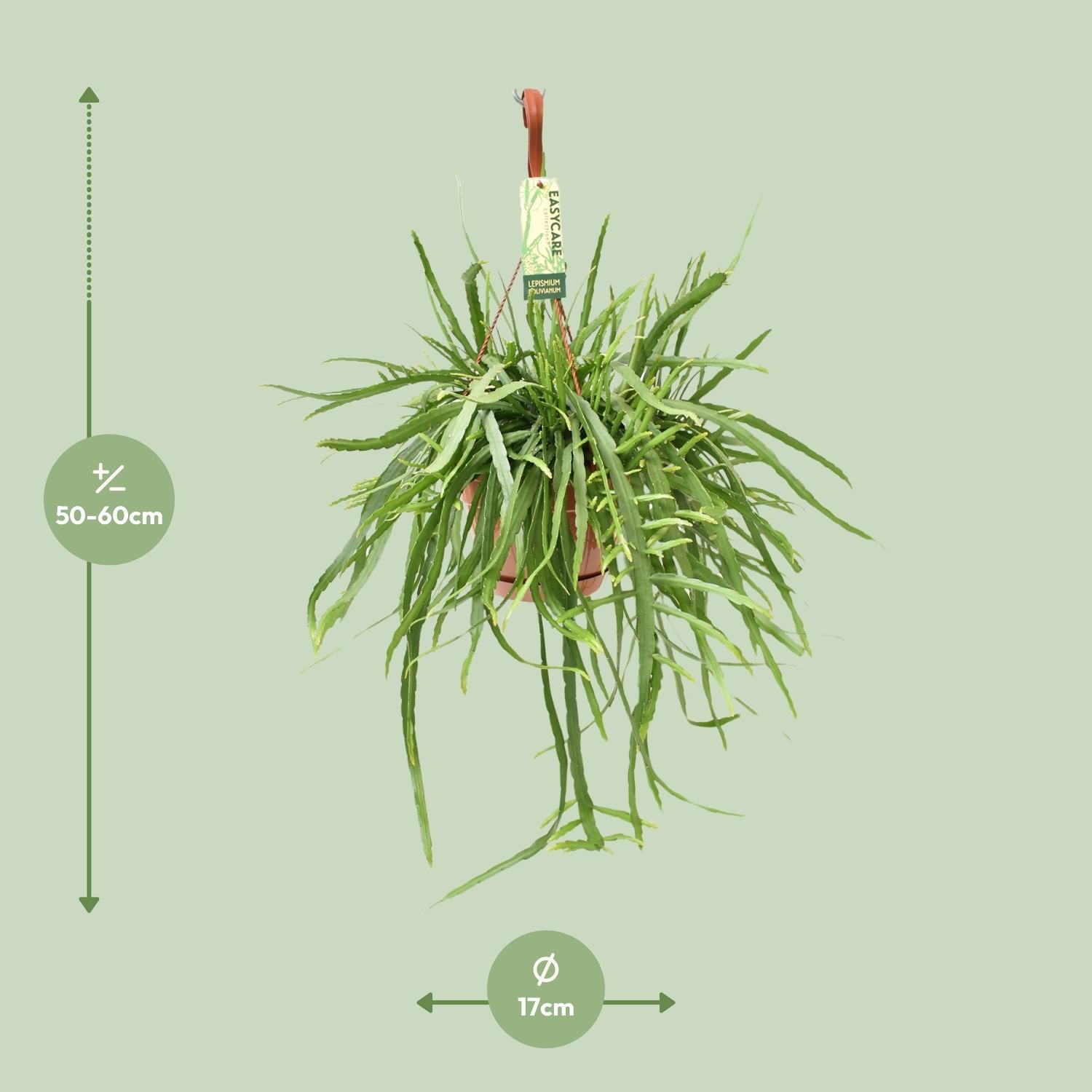 Lepismium Bolivianum – 55 cm Hängekaktus | Pflanzfix24.de - Pflanzfix24.de
