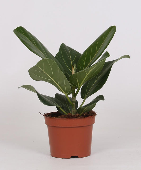 Ficus Bengalensis - Ø12cm - ↕25cm - Pflanzfix24.de - Pflanzfix24.de