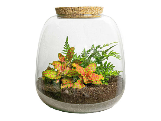 Planten terrarium - Emma Mini - DIY kit - ↑ 20 cm - Ø 19 cm - Fittona Ruby Lime - pflanzfix24