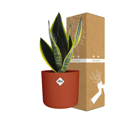 Sansevieria Futura Superba in ELHO b.for soft rond 14cm brique - Pflanzfix24