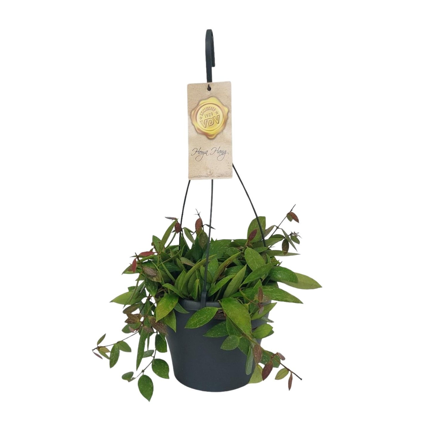 Hoya Gracilix - Ø19cm - ↕20cm - Pflanzfix24