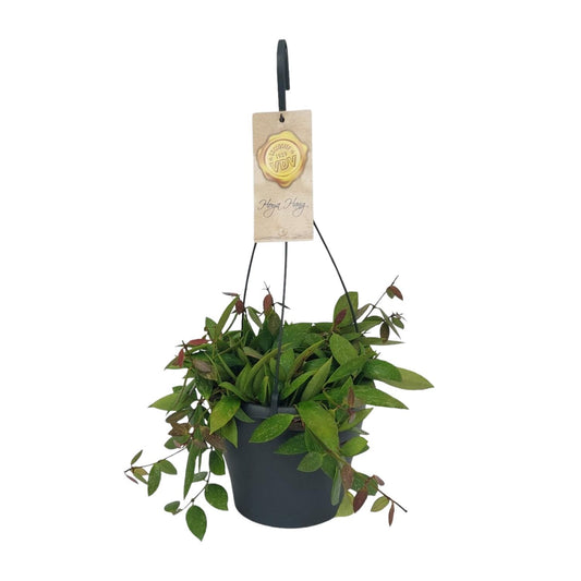 Hoya Gracilix - Ø19cm - ↕20cm - Pflanzfix24