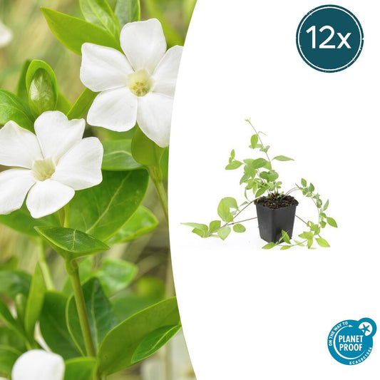 12x Vinca major 'Alba' - pflanzfix24