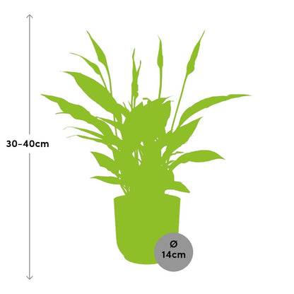 Friedenslilie Spathiphyllum Torelli 12 cm im ELHO Vibes Fold Topf gelb | Pflanzfix24