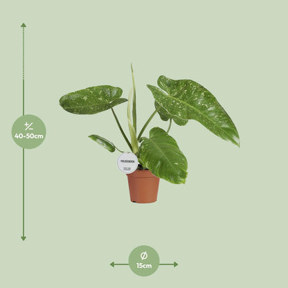 Philodendron Jose Buono 15cm – tropisches Raumgrün | Pflanzfix24