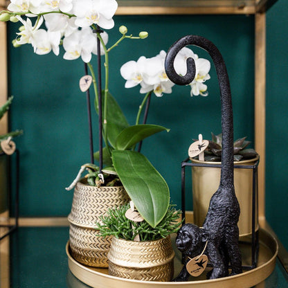 Pflanzenset Groove Gold mit Orchidee & Aloe – Pflanzfix24.de - Pflanzfix24.de