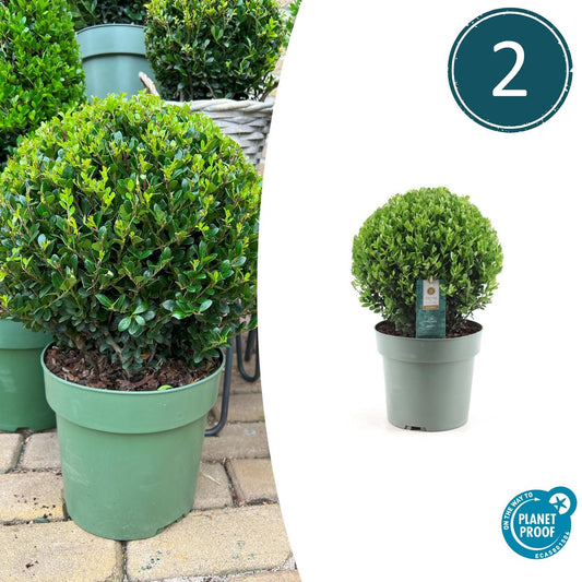 2x Ilex crenata 'Jenny' Kugel XL | Set mit 2 Stück | 25 cm Ø - Pflanzfix24.de - Pflanzfix24.de