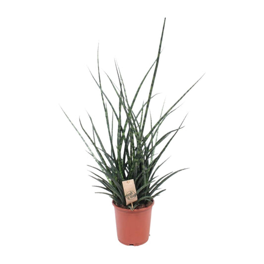Sansevieria Fernwood Punk - Ø17cm - ↕65cm - Pflanzfix24