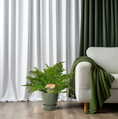 Blechnum Silver Lady - Ø17cm - ↕50cm - Pflanzfix24.de - Pflanzfix24.de