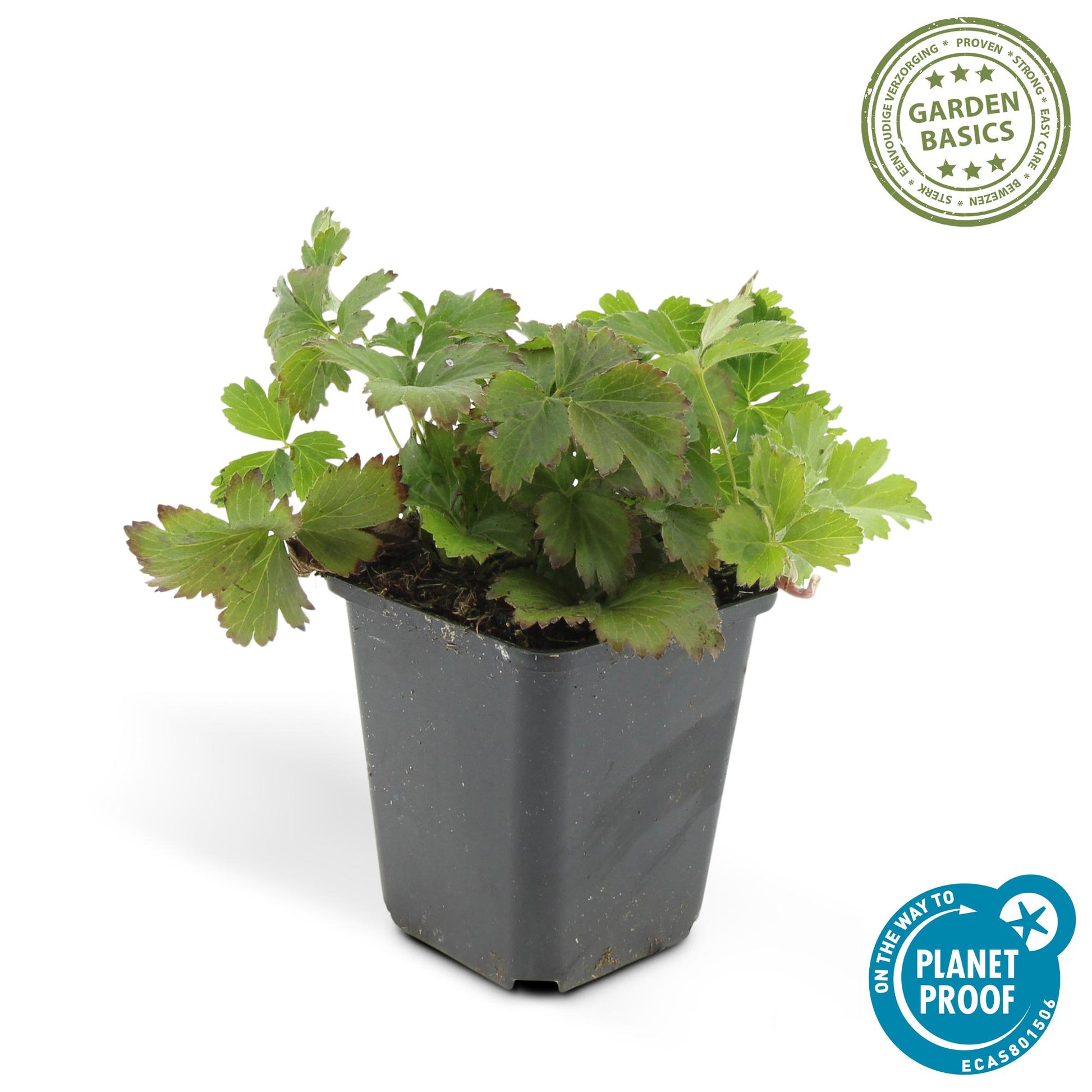 12x Waldsteinia ternata Bodendecker 10-25cm Ø9cm | Pflanzfix24.de - Pflanzfix24.de