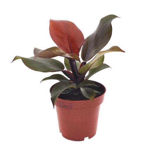 Philodendron Imperial Red - Ø12cm - ↕25cm - Pflanzfix24