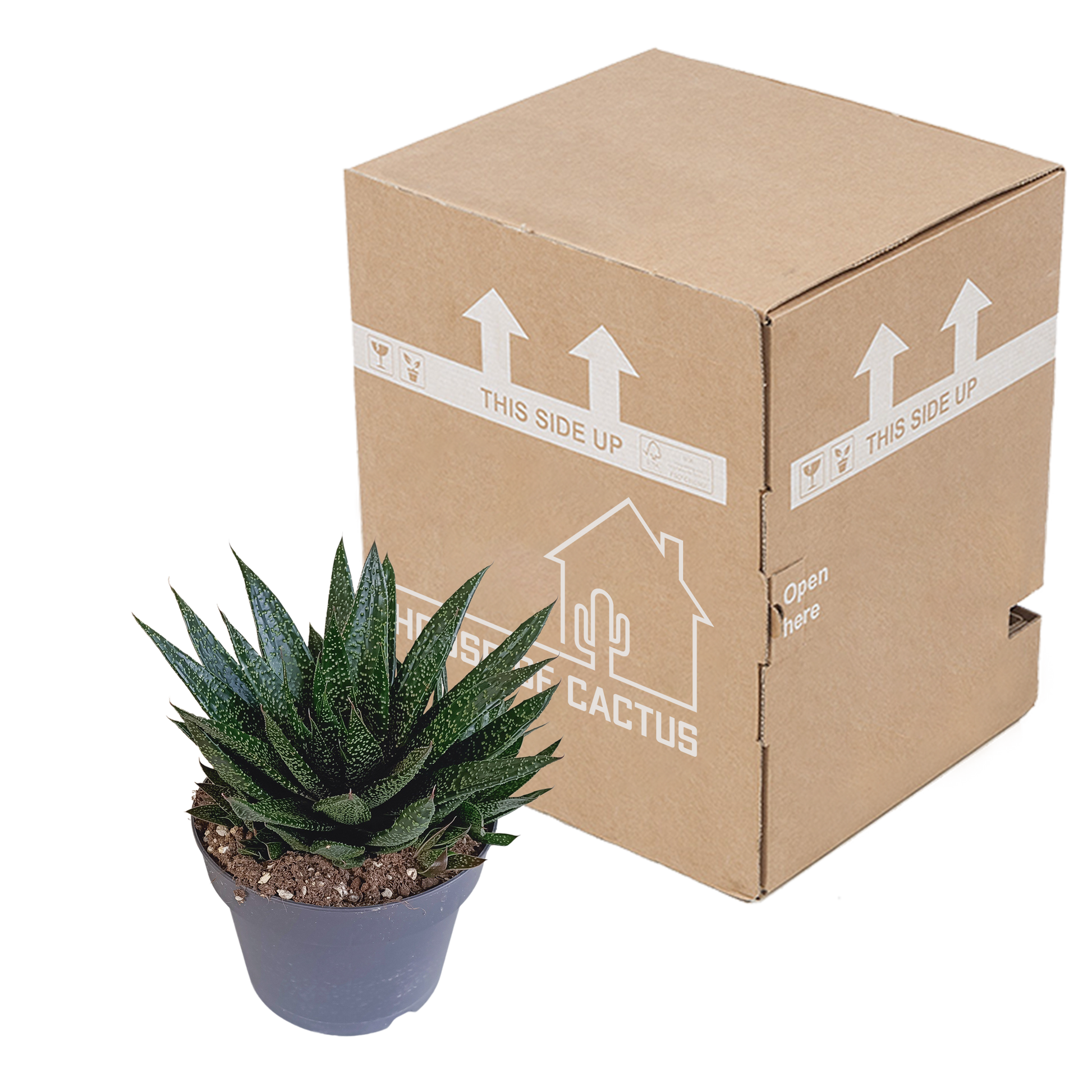 Gasteria 'd Due 17cm - Pflanzfix24.de - Pflanzfix24.de