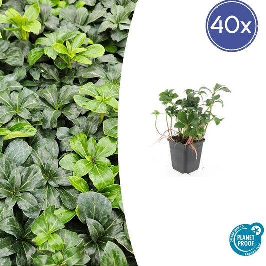 40x Pachysandra terminalis 'Green Sheen' - Bodendecker - Winterhart - Pflanzfix24.de - Pflanzfix24.de