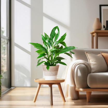 Spathiphyllum 80 cm mit Jutekorb Lissabon – Pflanzfix24.de - Pflanzfix24.de