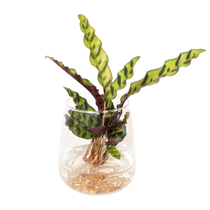Calathea Insignis in Kingston Glas - Ø12cm - Pflanzfix24.de - Pflanzfix24.de