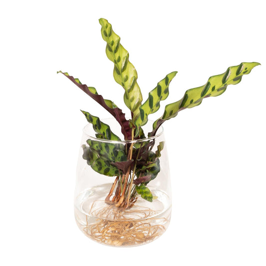 Calathea Insignis in Kingston Glas - Ø12cm - Pflanzfix24.de - Pflanzfix24.de