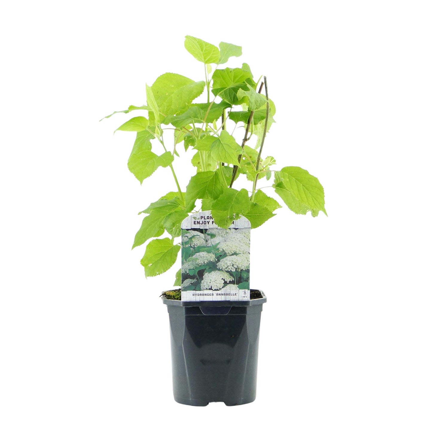GreenboutiQ - Rispenhortensie - Hydrangea arborescens Annabelle - Blüte Weiß - 3 Pflanzen - 1 m2 - Laubabwerfend - Große Blüten - Topf 17cm Höhe 50cm - Pflanzfix24.de