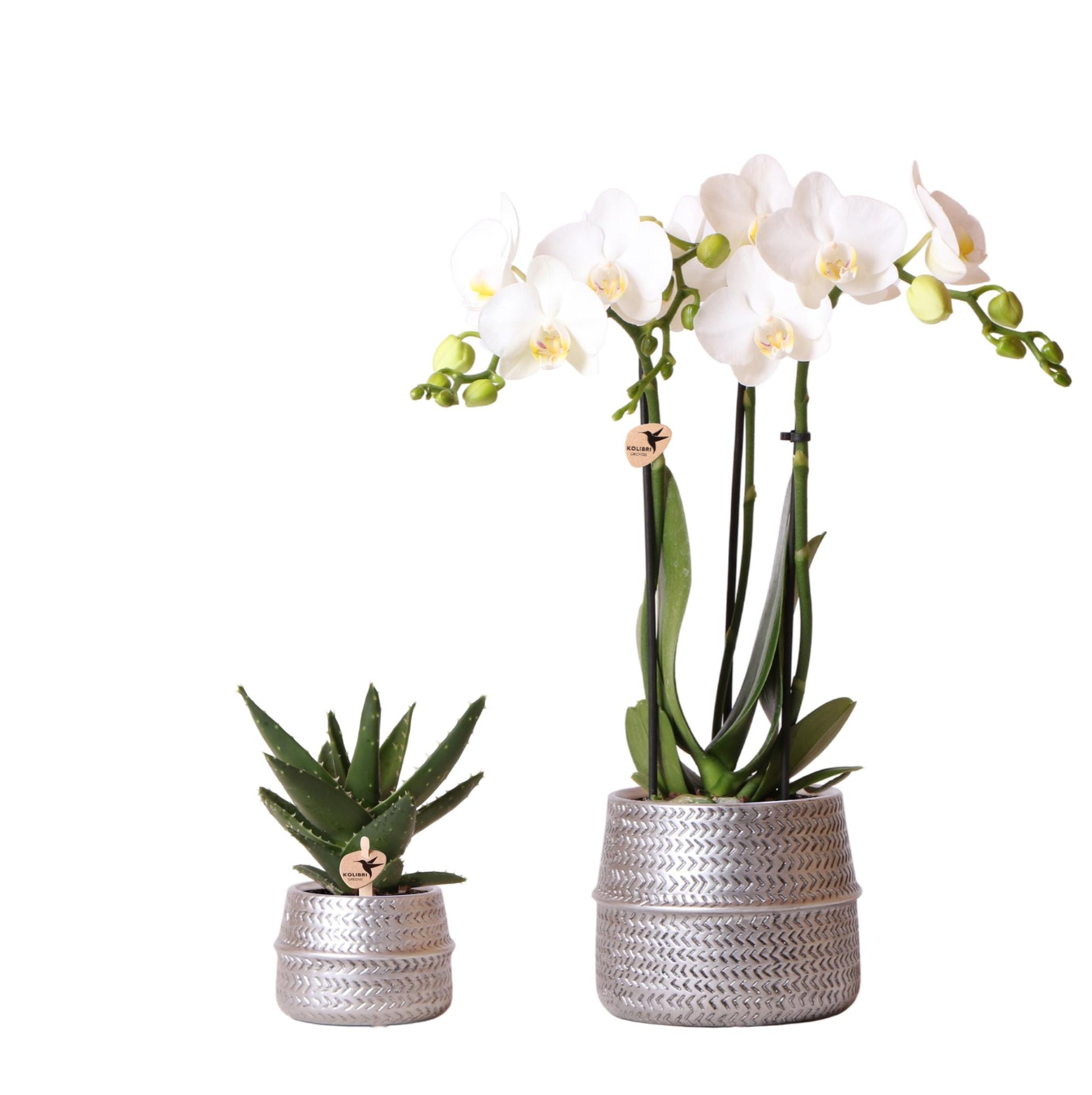 Pflanzenset Groove Silber mit Orchidee & Sukkulente – Pflanzfix24.de - Pflanzfix24.de