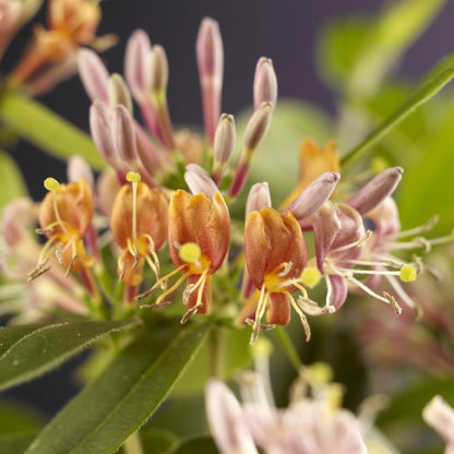 Pflanzfix24.de - Geißblatt - Lonicera henryi - Blüte Rosa - 2 Pflanzen - Topf 11cm - Pflanzfix24.de