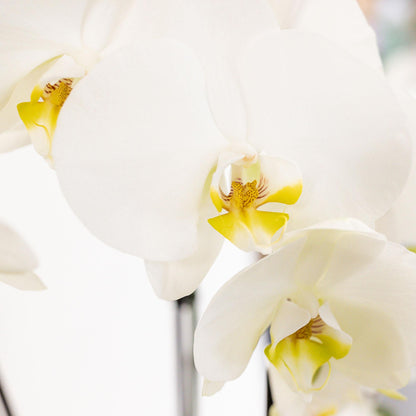 Kolibri Orchids | Pflanzenset im Baumwollkorb mit autarkem Wassertank - Pflanzfix24