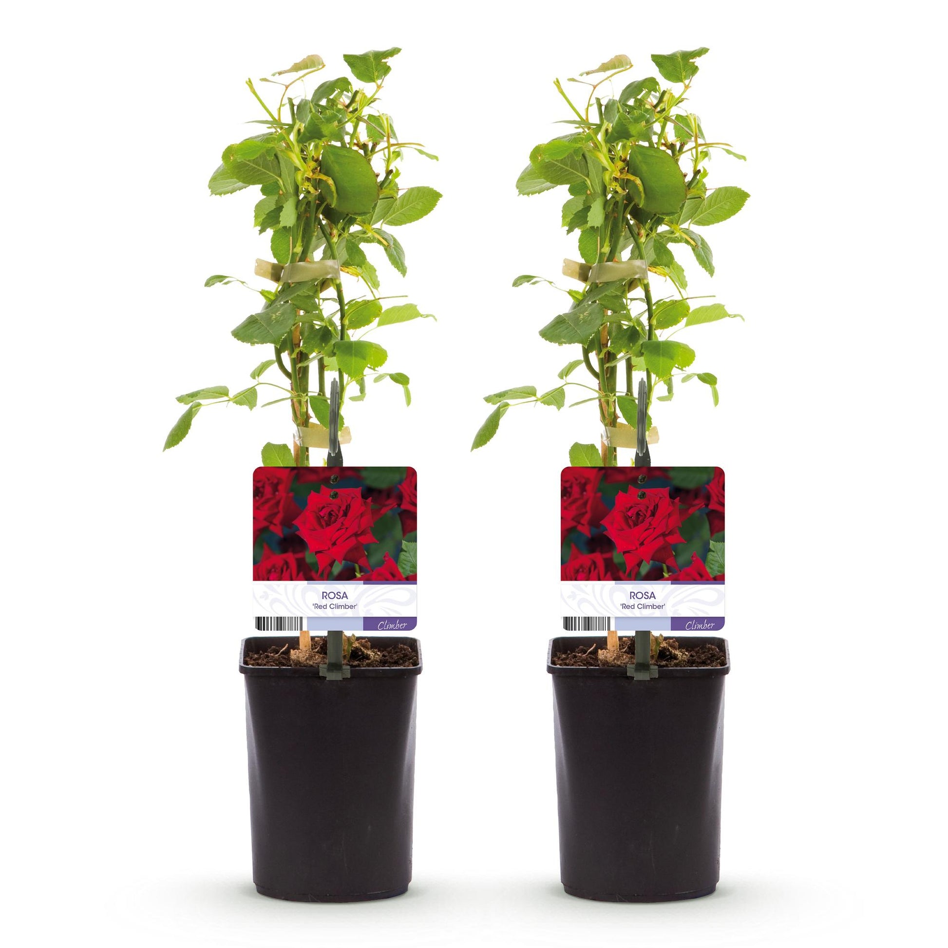 Pflanzfix24.de - Klimrose 'Red Climber' - Blüte Rot - 2 Pflanzen - Topf 11cm - Pflanzfix24.de
