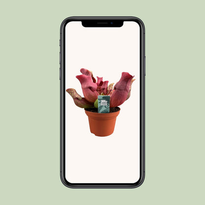 Sarracenia Maroon - Ø12 ↕23 | pflanzfix24