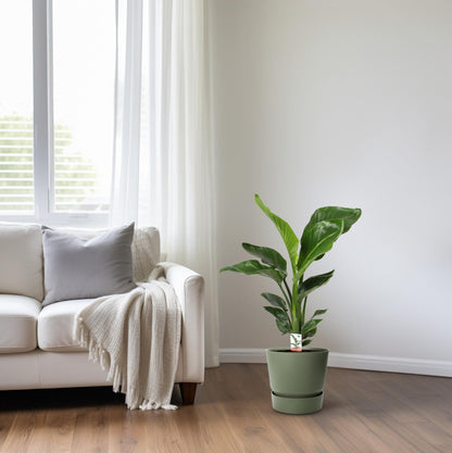 Strelitzia Nicolai Ø17cm Zimmerpflanze – pflanzfix24