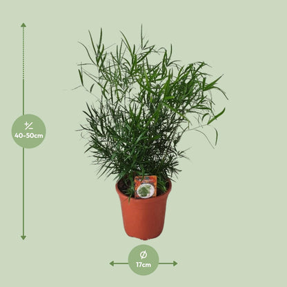 Asparagus Falcatus - Zimmerpflanze - Ø17cm - Pflanzfix24