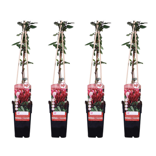 4x - Lonicera japonica 'Red World' - Pflanzfix24
