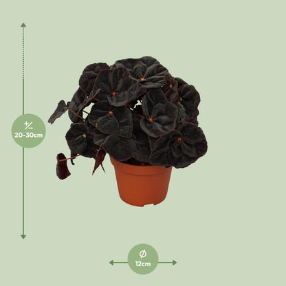 Begonia Rex Conga 12cm - Ø12cm - ↕25cm - Pflanzfix24