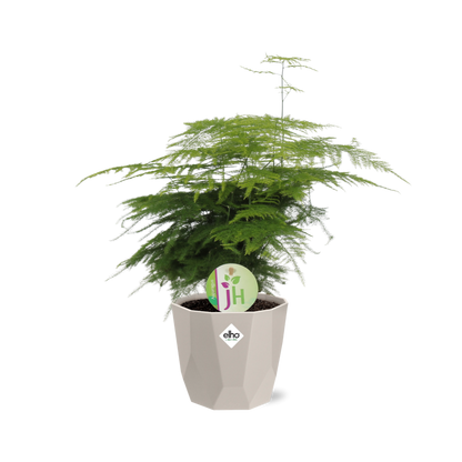 Asparagus ‘Plumosus’ in ELHO b.for rock 14 cm warm grey - Pflanzfix24
