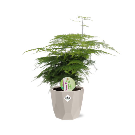 Asparagus ‘Plumosus’ in ELHO b.for rock 14 cm warm grey - Pflanzfix24