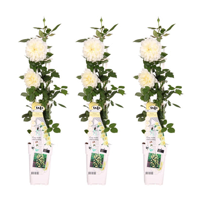 3x - Rosa Crazy in love 'Vanilla' - Pflanzfix24.de - Pflanzfix24.de