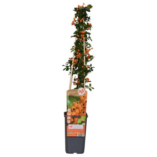 Pyracantha 'Soleil d’Or' 65 cm – Ø15 cm Topf | Pflanzfix24.de - Pflanzfix24.de