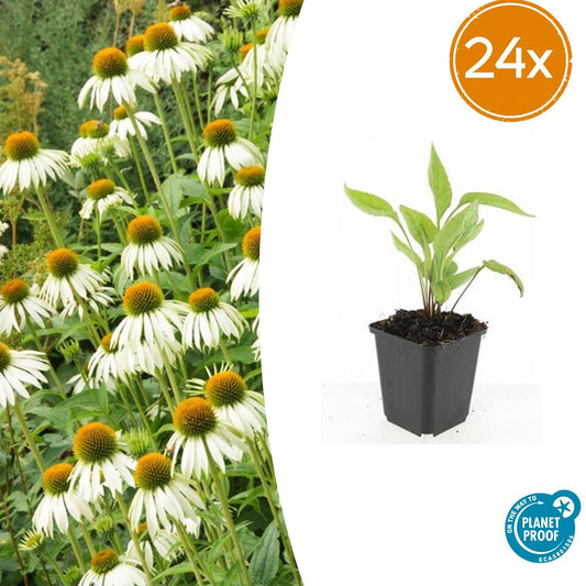 24x Echinacea p. 'White Swan' - ↕10-25cm - Ø9cm - Pflanzfix24