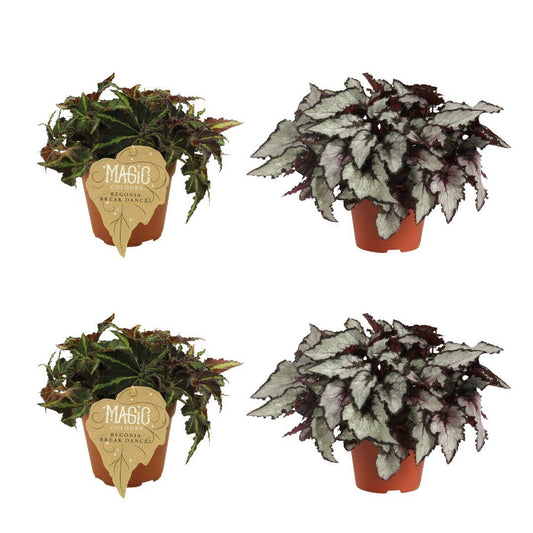 4er Set Begonia Rex Breakdance & Coco - Ø12cm - ↕25cm - Pflanzfix24