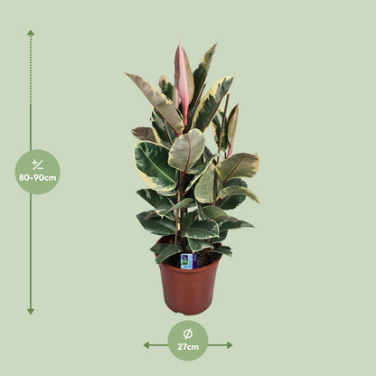 Ficus Elastica Tineke - Ø27cm - ↕85cm bei Pflanzfix24